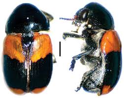 Image result for Sida hoepfneri