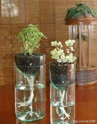Garden In A Bottle Kentucky Ready