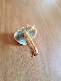 Image result for site:byggahus.se svamp