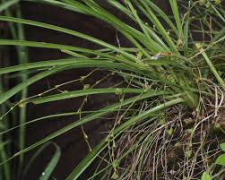 Image result for Chlorophytum macrophyllum