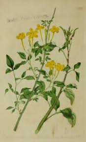 Image result for Indigofera fuscobarbata