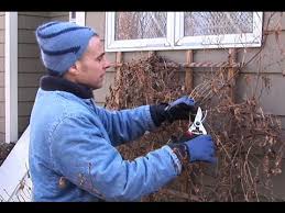 If your clematis is, in fact, dead, you can cut it out. How To Prune Autumn Clematis Youtube