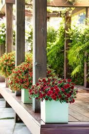 Many plants thrive in containers. Full Sun Plants For Pots Garden Design