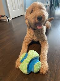 His owner couldn't keep him and asked us to fin… more. Pets For Adoption At Idog Rescue Inc In Houston Tx Petfinder