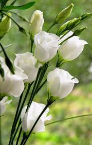 Learn more about white roses. Lisianthus Beautiful Flowers Moon Garden White Flowers
