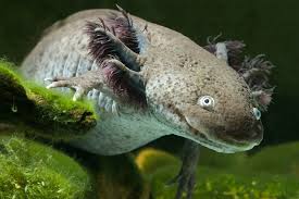 We did not find results for: 10 Real Animals That Seem Make Believe Howstuffworks