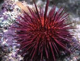 We did not find results for: Echinodermata Adalah Pengertian Ciri Klasifikasi Dan Contoh