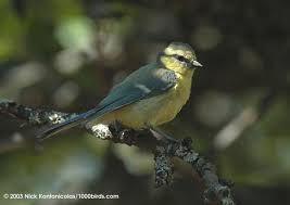 Pin On Birds