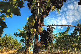 Image result for grapevine cuttings