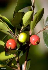 Image result for Bertiera angusiana