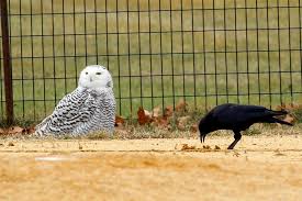 What kind of an actor is john bird? Snowy Owl Is Spotted In Central Park For First Time In 130 Years The New York Times