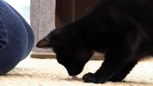 Futterumstellung als ursache für urinieren in der wohnung. Neue Tier Doku Auf Vox Die Katzen Kita