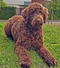 Big Fluffy Black And Brown Dog Breeds Flandoodle Dog Breed Information And Pictures Doodle Dog Breeds Doodle Dog Poodle Mix Breeds