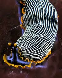 File Armina Nick Hobgood Jpg Wikipedia The Free Encyclopedia Sea Slug Sea Animals Sea Creatures