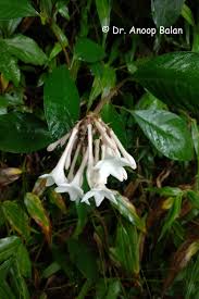 Image result for Aporrhiza