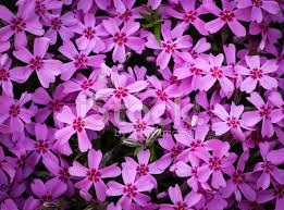 Download purple flower png free icons and png images. Violet Flowers Background Stock Photos Freeimages Com