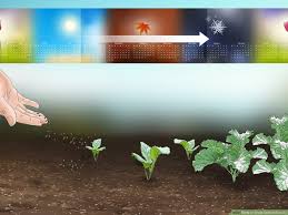 Collard greens are an excellent source of vitamin k (1 cup of cooked collard greens has eight times the when shopping, look for dark green leaves (without yellowing). How To Grow Collard Greens With Pictures Wikihow