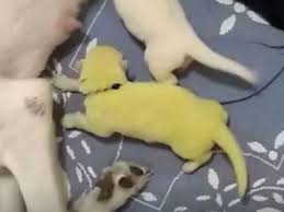 Basic training, training for behavioral issues, as well as agility, rally, and competition obedience. Dog Gives Birth To Lime Green Puppy The Independent The Independent