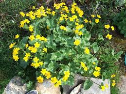 Types of yellow flowers and meanings. Caltha Palustris Wikipedia
