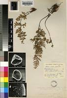 Image result for Cheilanthes involuta