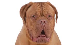 A typical brachycephalic molossoid type breed, the bordeaux is a very powerful dog, with a very muscular body. Licg Nl Bordeaux Dog