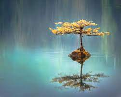 Every day new pictures and just beautiful wallpaper for your desktop nature completely free. 100 Calm Pictures Download Free Images Stock Photos On Unsplash
