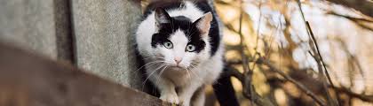 Unneutered male cats often have big round faces, dish faces, because they develop big protective lower jaws. Battle Of The Sexes Pdsa