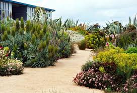 Garden Portrait Boat S End Australia Drought Tolerant Garden Landscape Design Waterwise Garden