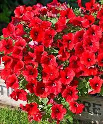 Image result for foto petúnie