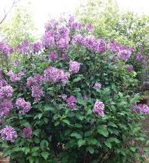 Image result for Syringa prestoniae