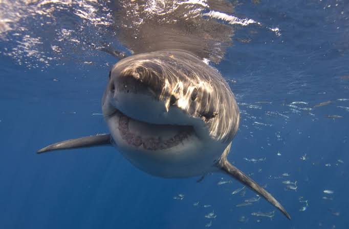 Great White Shark - Ocean Conservancy