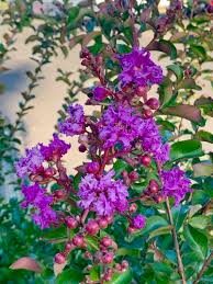 Image result for Lagerstroemia indica