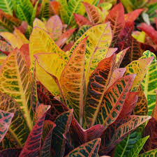 Image result for Codiaeum