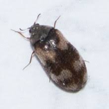 Kleine Schwarz Graue Kafer Auf Der Fensterbank Speckkafer Pflanzenkrankheiten Schadlinge Green24 Hilfe Pflege Bilder