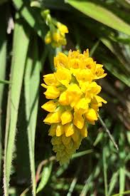 Image result for Schizochilus