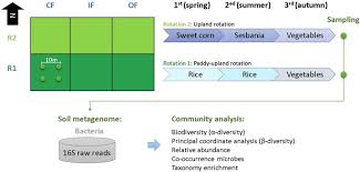 Paddy Upland Rotation For Sustainable Agriculture With