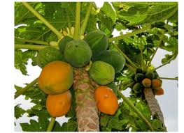 Image result for Carica papaya