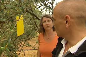 Vaucluse Lutte Preventive Contre La Mouche De L Olive