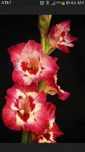 Birth Month Flower Grow Kit July Flower Of August The Poppy For My Grandmother August Birth Flower Birth Flowers Gladiolus Flower