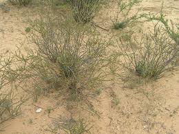 Image result for Rhigozum trichotomum