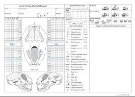 hills canine dental chart www bedowntowndaytona com