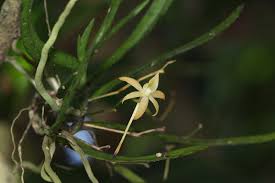 Image result for Angraecum cultriforme