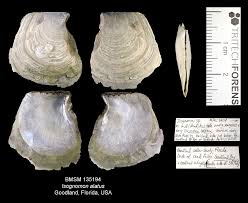 Image result for Isodon ramosissimus
