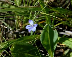 Image result for Aristea angolensis
