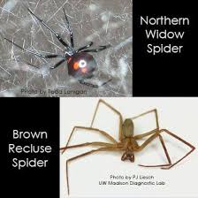 Black widow web identification checklist. Wisconsin Department Of Natural Resources Creature Feature 1 Venomous Spiders Spiders Are Beneficial Predators But Many People Fear Them All Spiders Have Venom But Only 2 Spiders In Wisconsin Are Considered