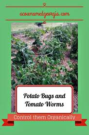Check spelling or type a new query. Organic Measures To Get Rid Of Tomato Worms And Potato Bugs Just Tried This Hopefully It Works Tomato Worms Potato Bugs Natural Pesticides