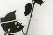 Image result for Psychotria articulata