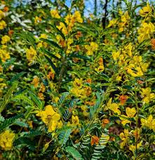 Image result for Chamaecrista