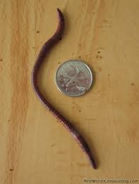 Image result for Red Wigglers