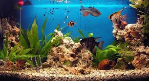 Nouvelles applis fonds d'écran pour windows. Fond D Ecran Gratuit Aquarium Qui Bouge Fond Ecran Gratuit Fond Aquarium Poisson Exotique